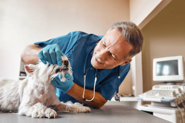 Best Knocked-Out Tooth Emergency  in Laguna Niguel, CA